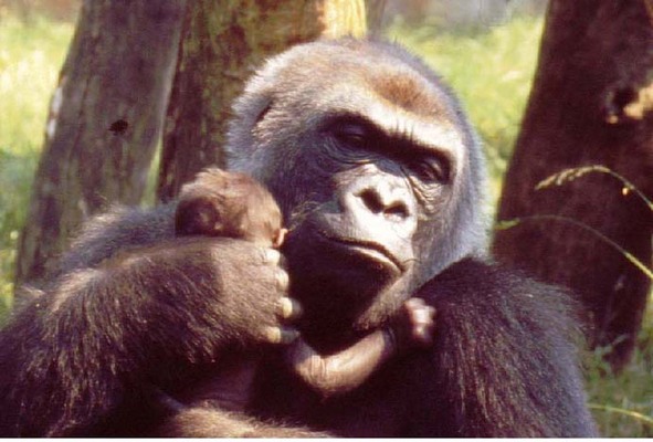 Product picture Gorilla