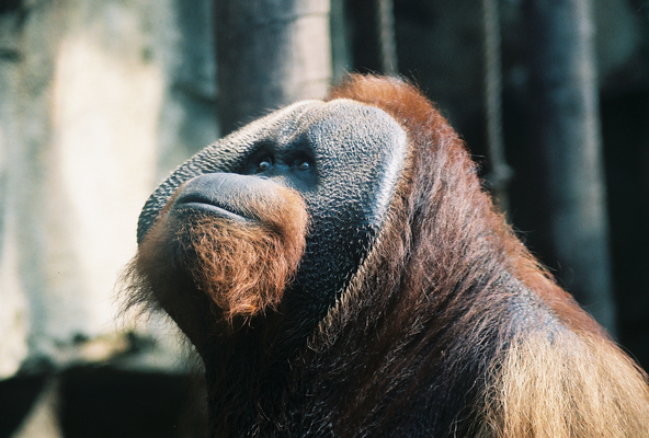 Product picture Linda S. Milks / AnimalStockPictures.com